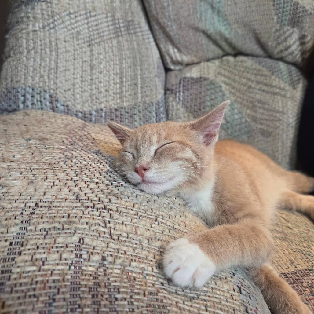 Ghost Pepper - Domestic Shorthair available for adoption