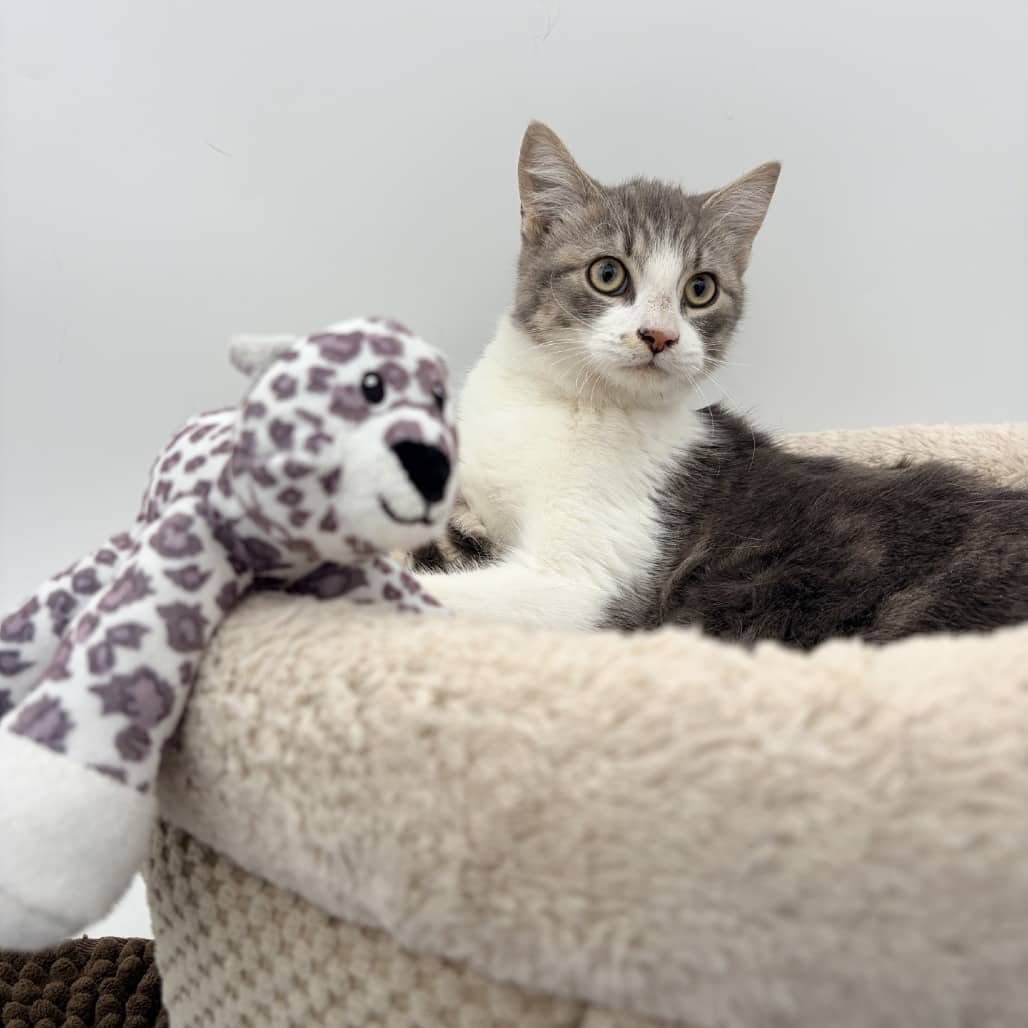 Gizmo - Domestic Shorthair cat available for adoption at Moose Jaw Humane Society in Moose Jaw