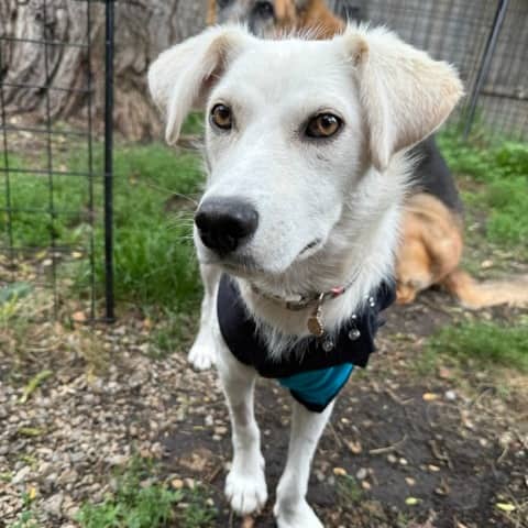 Spooky - Mixed Breed available for adoption