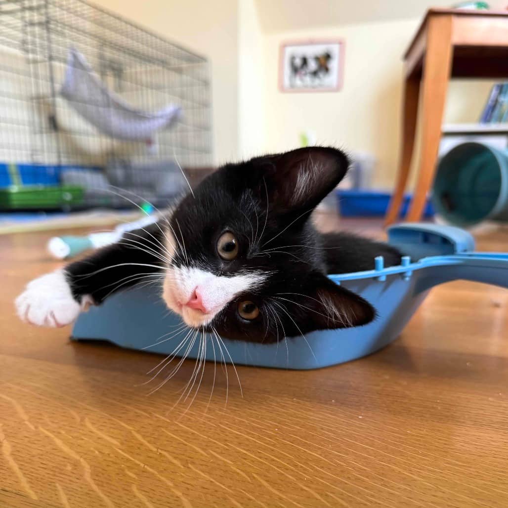 Kowalski - Domestic Shorthair available for adoption