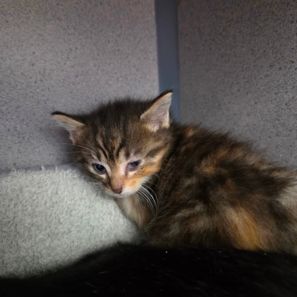 Sirena - Domestic Shorthair cat available for adoption at Battlefords Humane Society in North Battleford