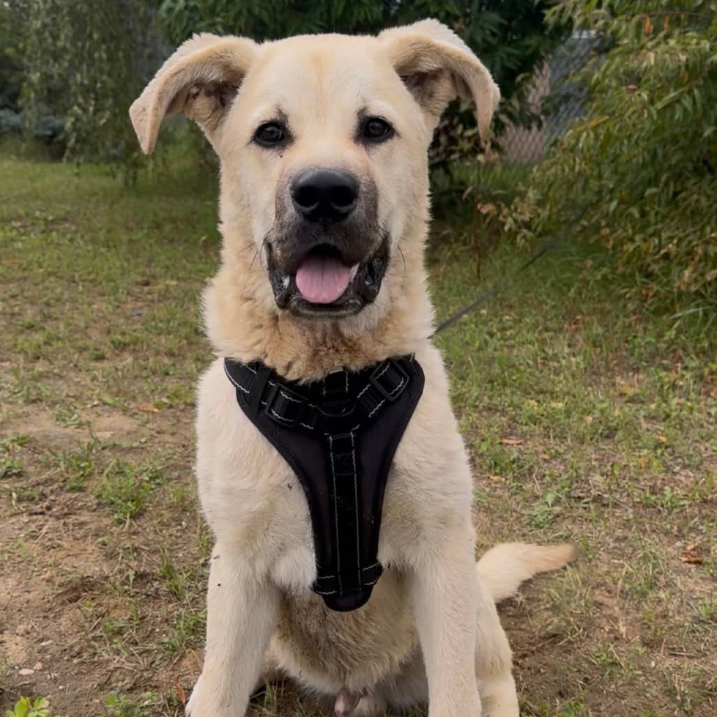 Aero - Mixed Breed (Large) available for adoption in Saskatchewan