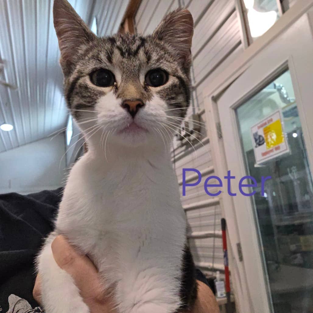 Peter - Domestic Shorthair available for adoption
