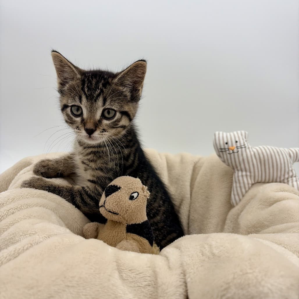 Cosmo - Domestic Shorthair cat available for adoption in Calgary