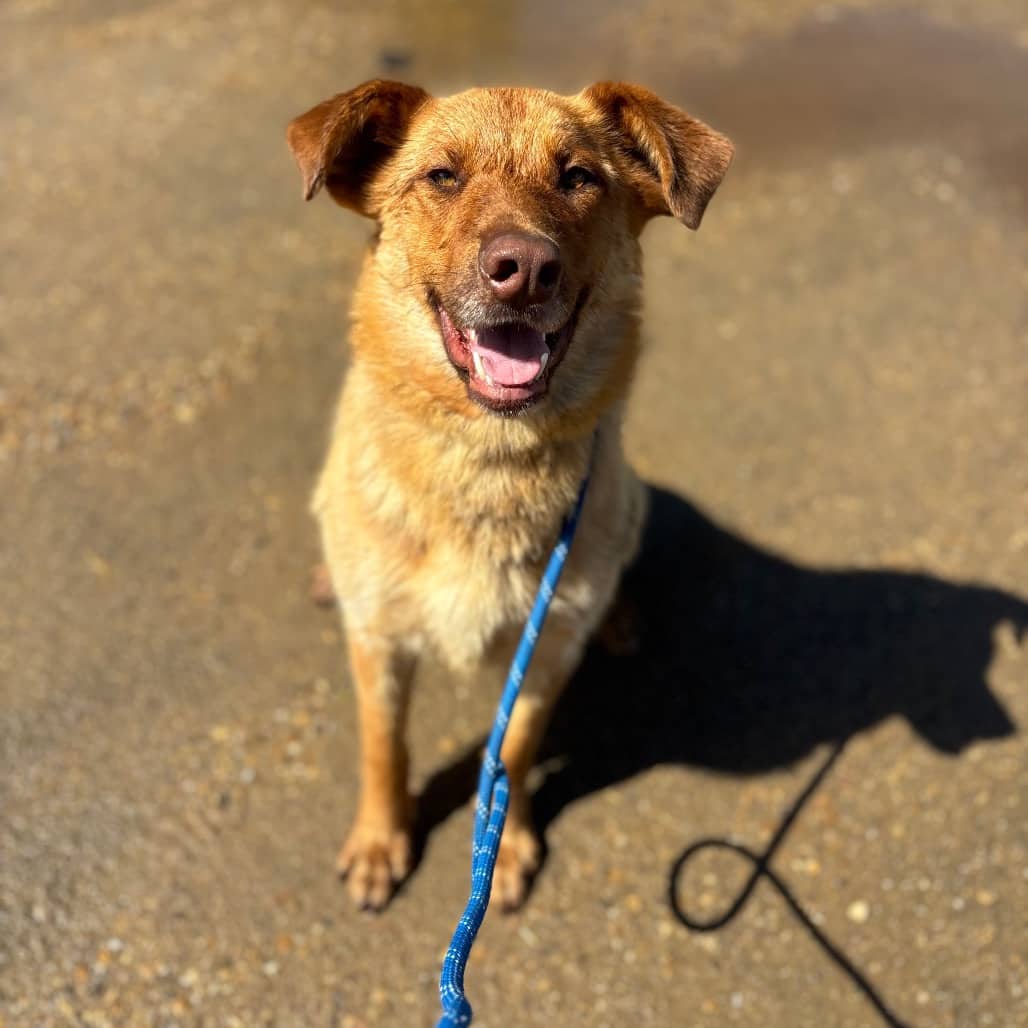 Andy - SHEPHERD/MIX available for adoption