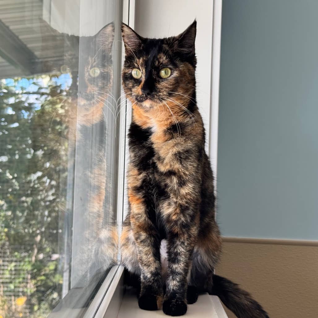 Rose - Domestic Shorthair cat available for adoption at Prince Albert SPCA in Prince Albert