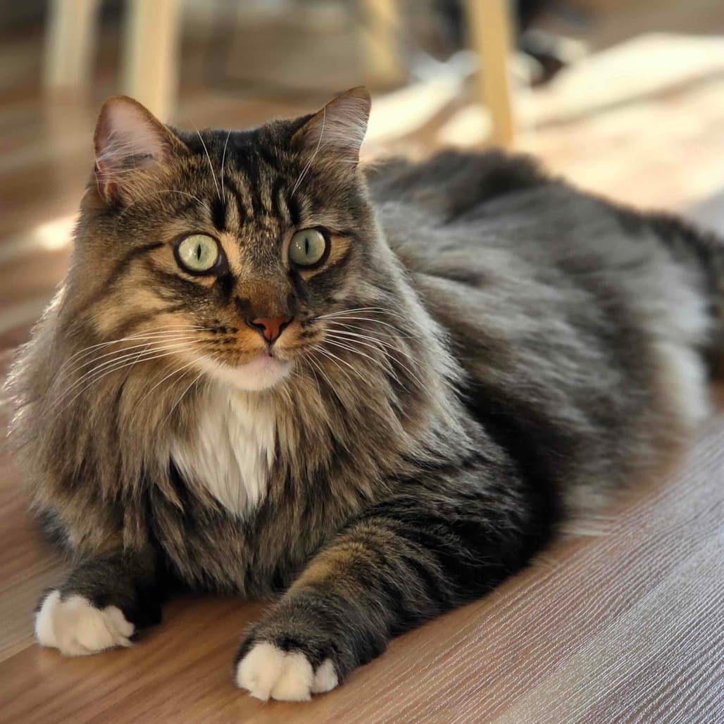 Q - Domestic Longhair cat available for adoption at Vancouver Orphan Kitten Rescue Association in British Columbia
