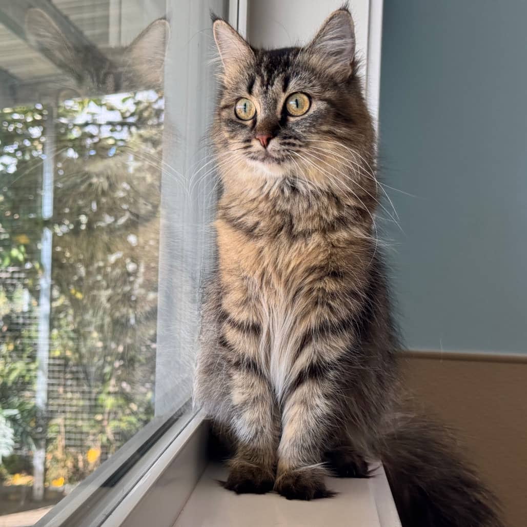 Cinnamon - Domestic Longhair available for adoption