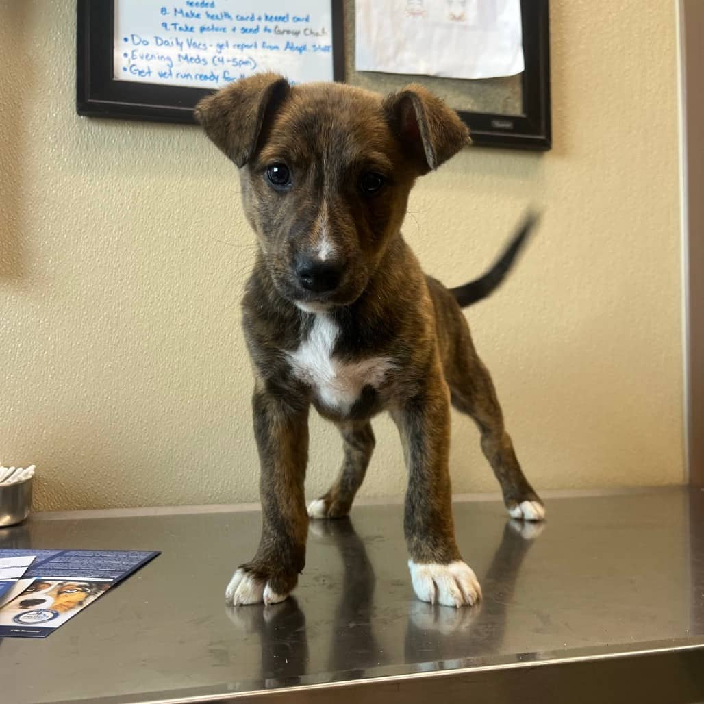 Garfunkle - Mixed Breed (Medium) available for adoption in Saskatchewan