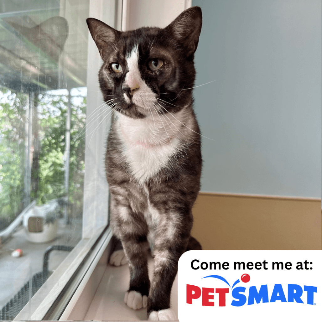 Dane - Domestic Shorthair available for adoption
