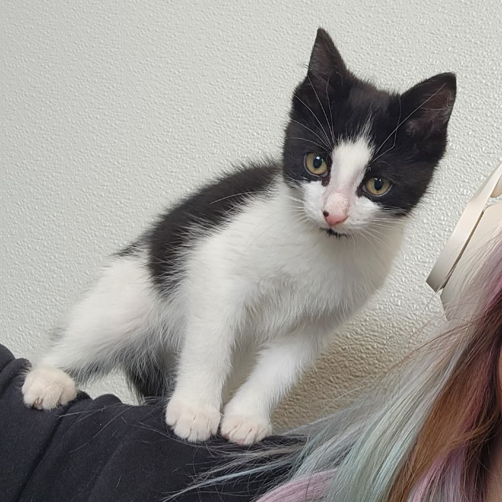 Nugget - Domestic Shorthair cat available for adoption in Calgary