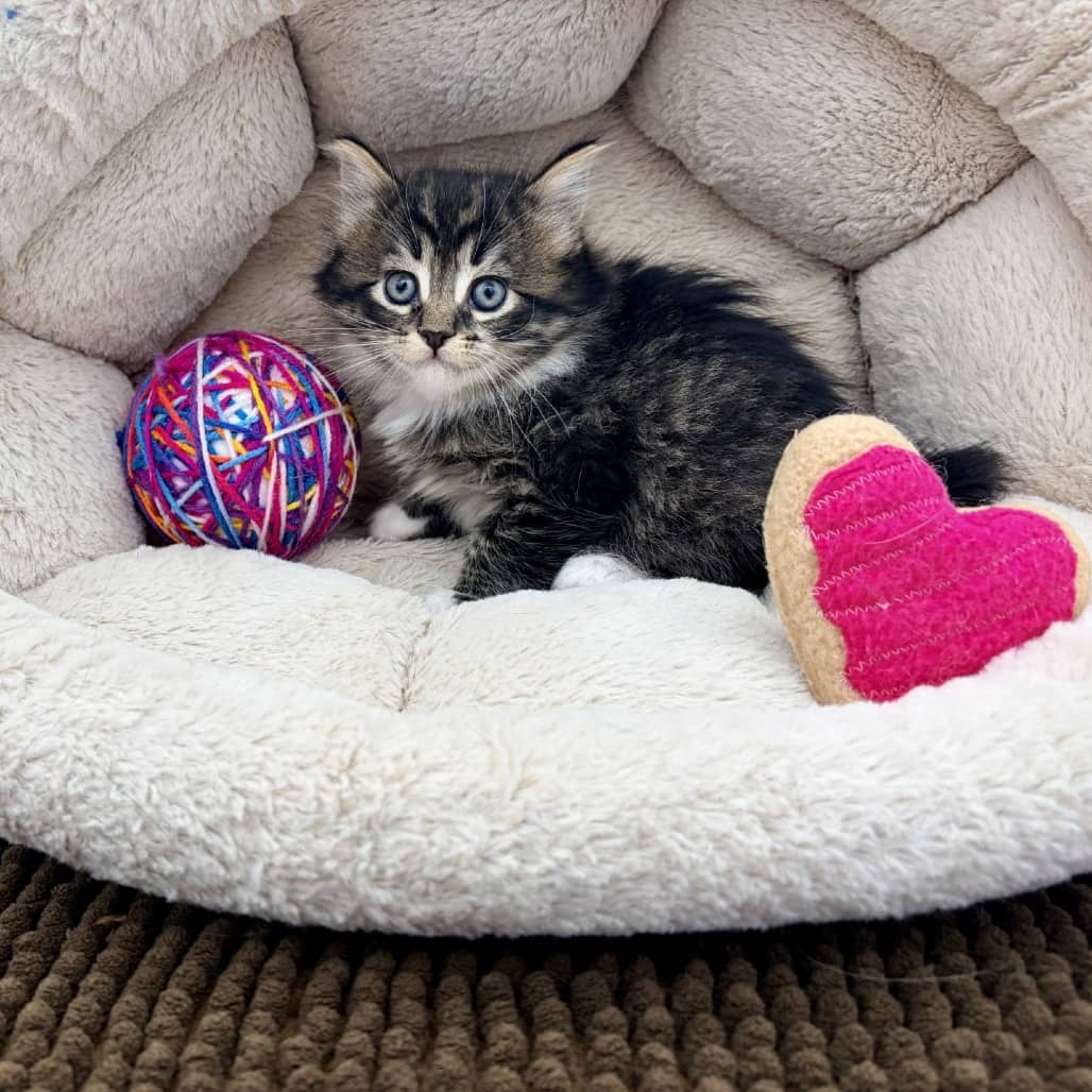 Cholula - Domestic Medium Hair available for adoption