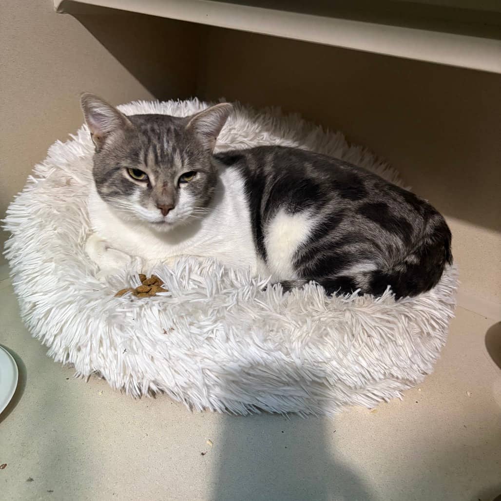 Glenny - Domestic Shorthair cat available for adoption at SCARS in Edmonton (1 of 6)