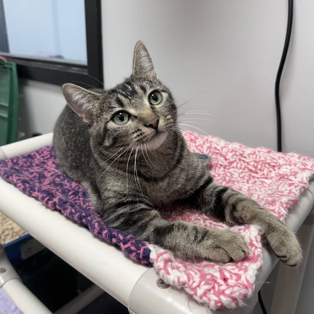 Tackle - Domestic Shorthair cat available for adoption at SCARS in Edmonton (1 of 6)