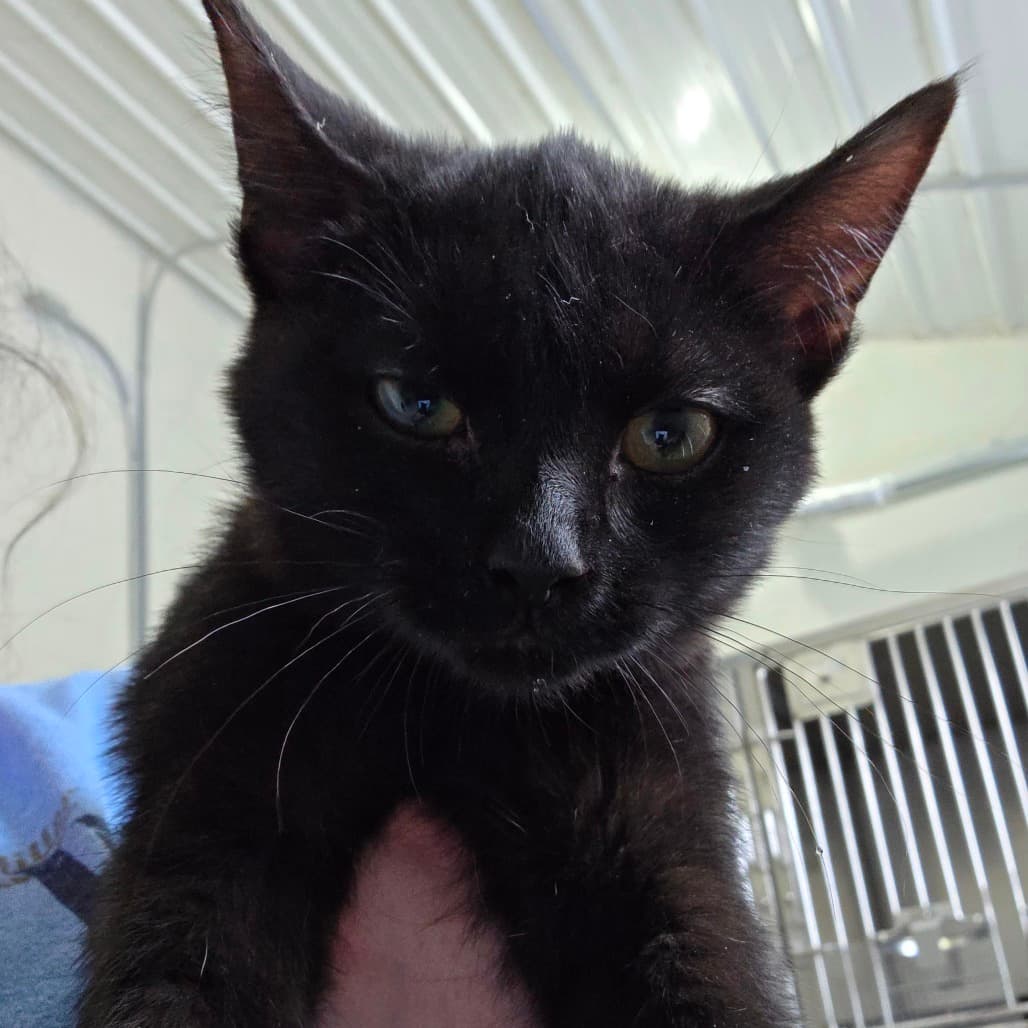 Dolores - Domestic Shorthair cat available for adoption in Calgary