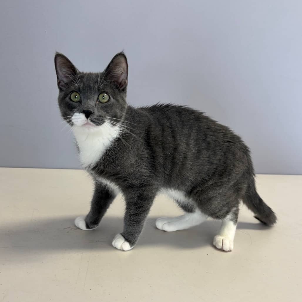Will - Domestic Shorthair available for adoption