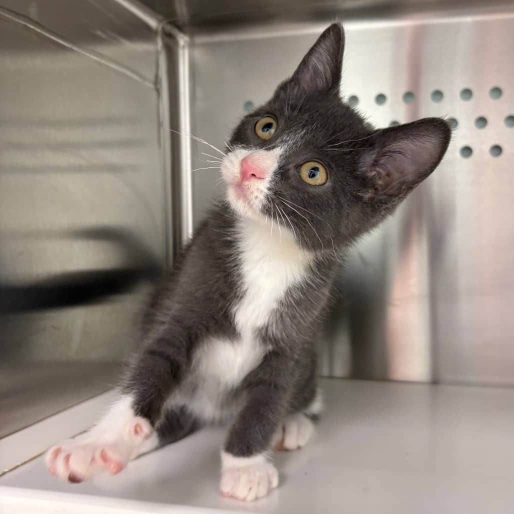 Noren - Domestic Shorthair cat available for adoption at Saskatoon SPCA in Saskatoon