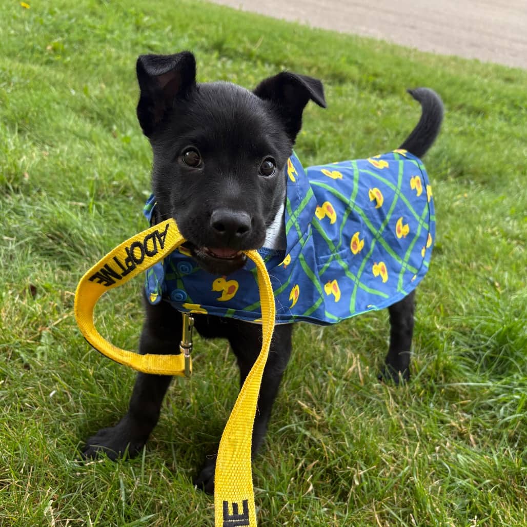Dakota - Mixed Breed (Medium) available for adoption in Saskatchewan