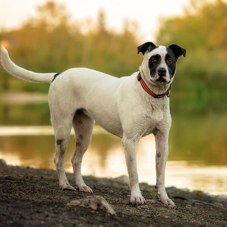 Oakley - TERRIER, PIT BULL available for adoption at SCARS in Calgary