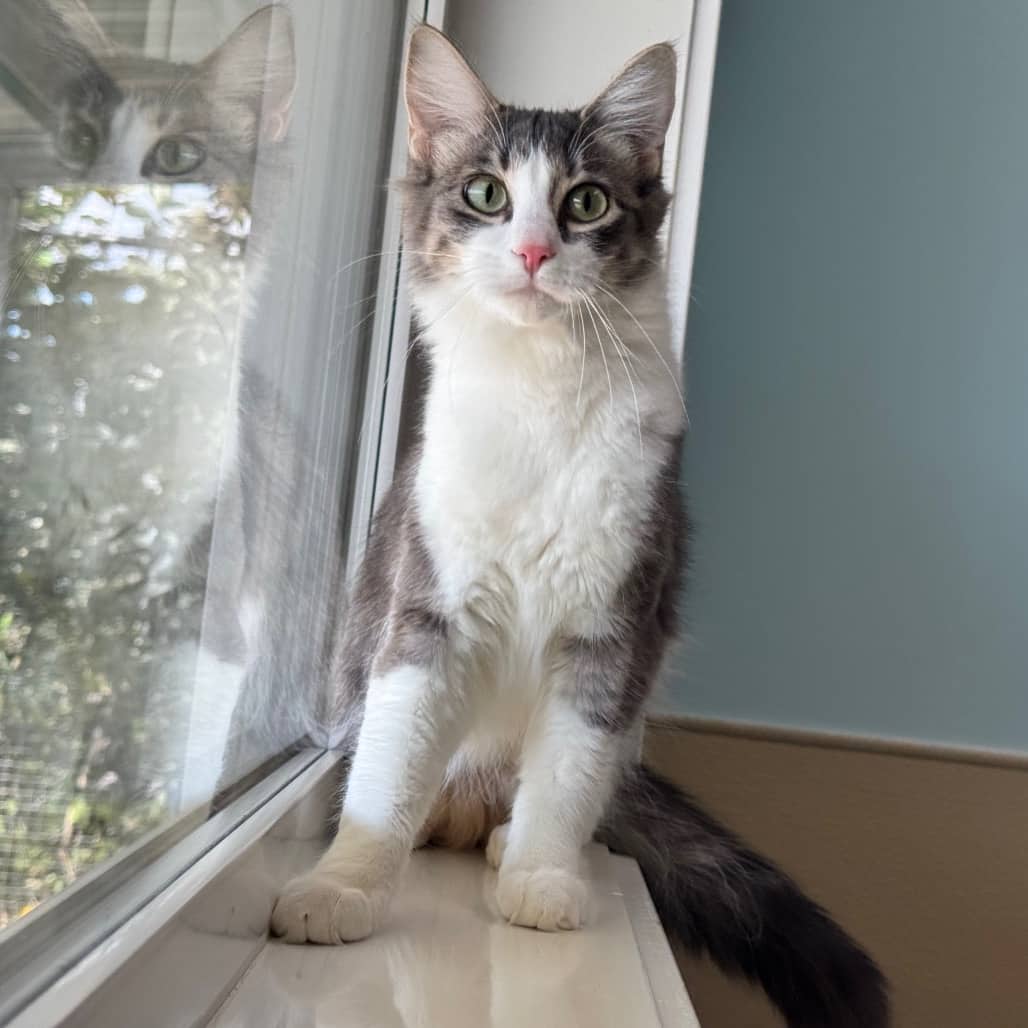 Muffin - Domestic Longhair cat available for adoption at Prince Albert SPCA in Prince Albert