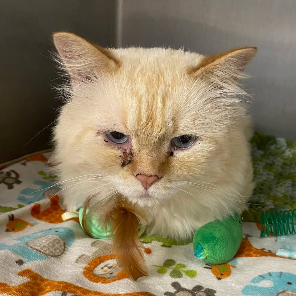 Austin Meowers - Domestic Medium Hair cat available for adoption at Border Paws Animal Shelter in Lloydminster