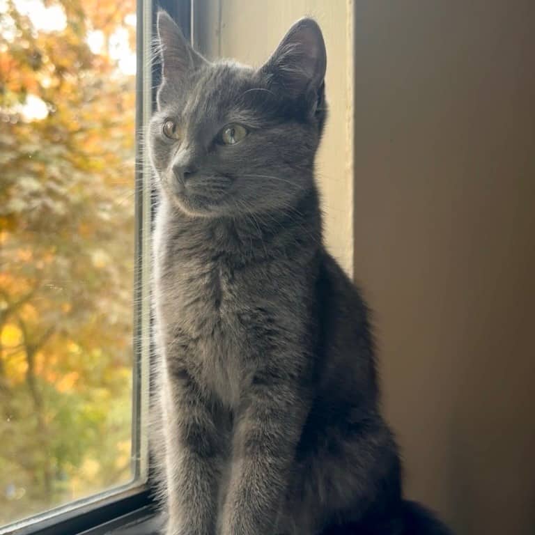 Crayon - Domestic Shorthair available for adoption