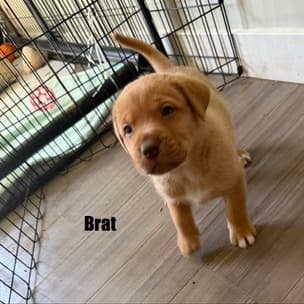 Brat - RETRIEVER/MIX available for adoption
