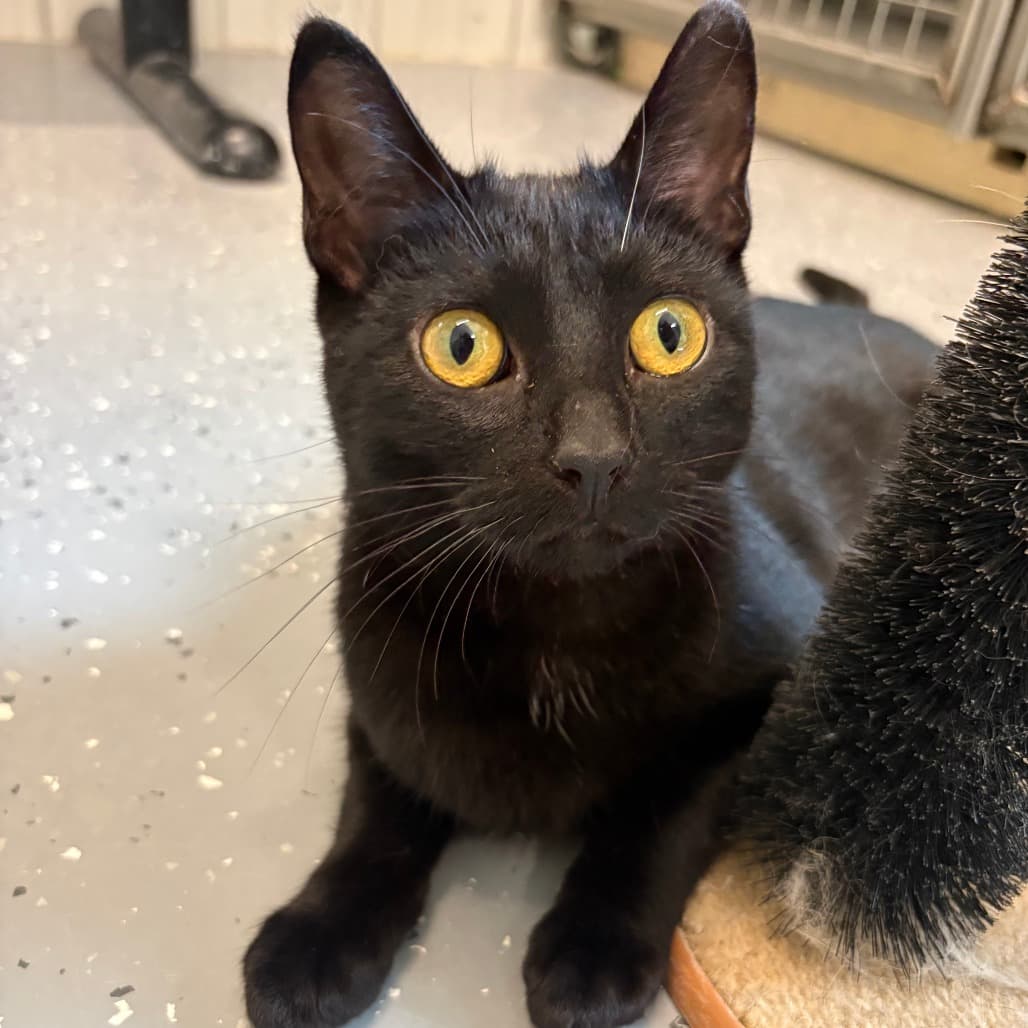 Jag - Domestic Shorthair / Domestic Shorthair cat available for adoption at North East SPCA in Melfort