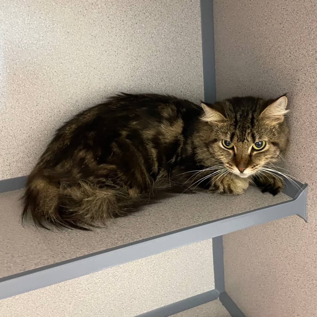 Morgan - Domestic Medium Hair cat available for adoption at Battlefords Humane Society in North Battleford