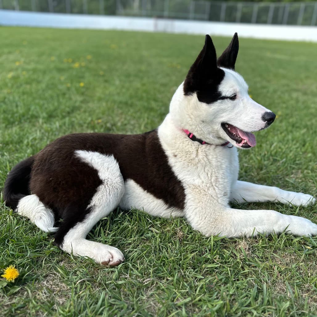 North - COLLIE, BORDER/MIX available for adoption in Alberta