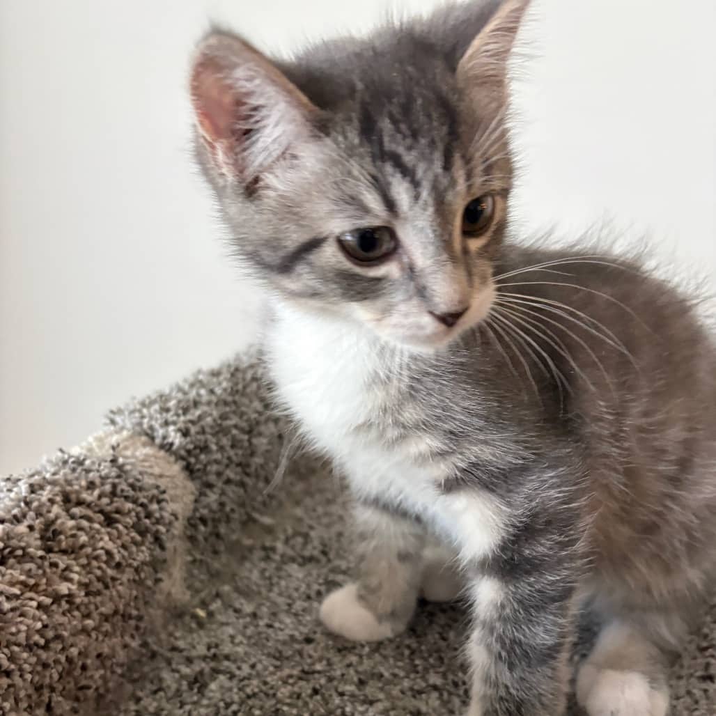 Slate - Domestic Shorthair cat available for adoption at SCARS in Edmonton (1 of 6)