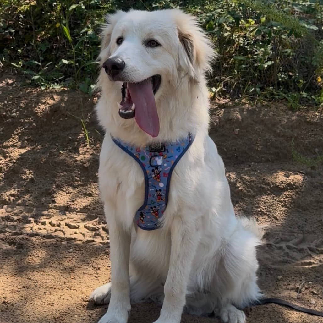 Diesel - Mixed Breed (Large) / Pyrenees, Great available for adoption