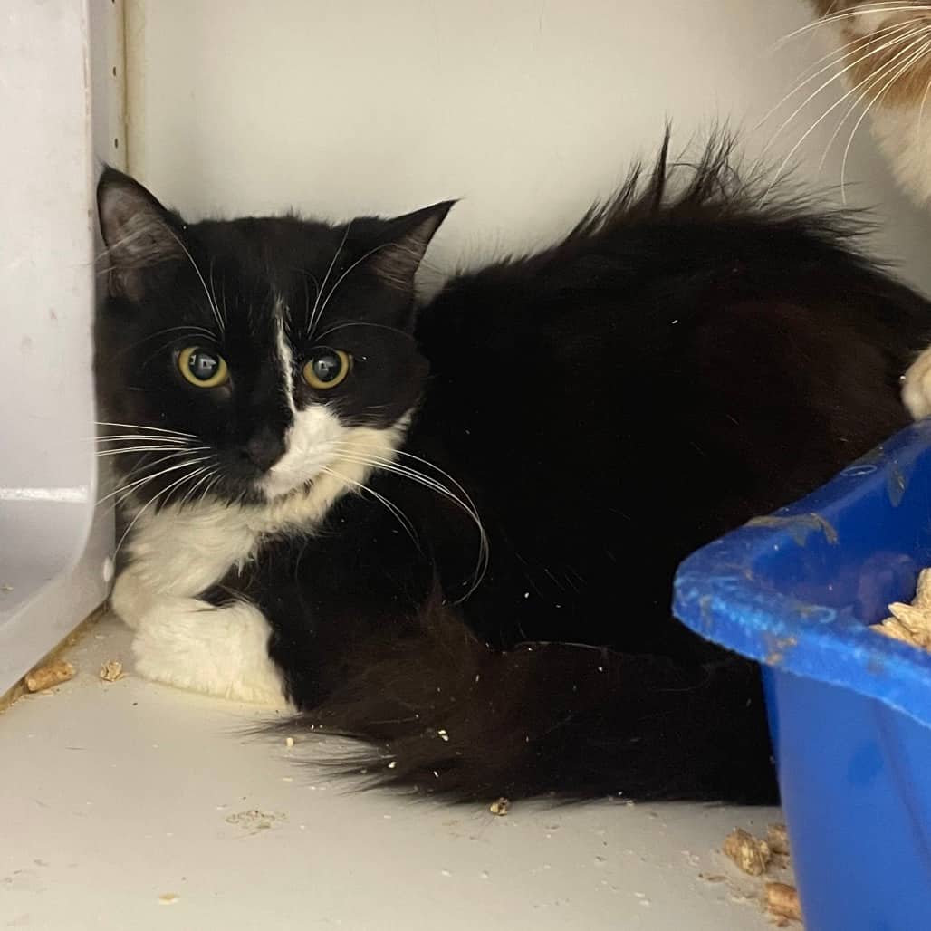 Hattie - Domestic Medium Hair cat available for adoption in Saskatchewan