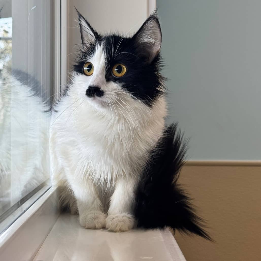 Jane - Domestic Longhair cat available for adoption at Prince Albert SPCA in Prince Albert