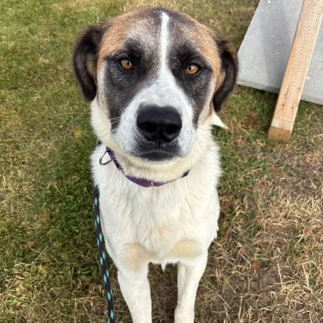 Bandit - SAINT BERNARD/MIX available for adoption in Alberta