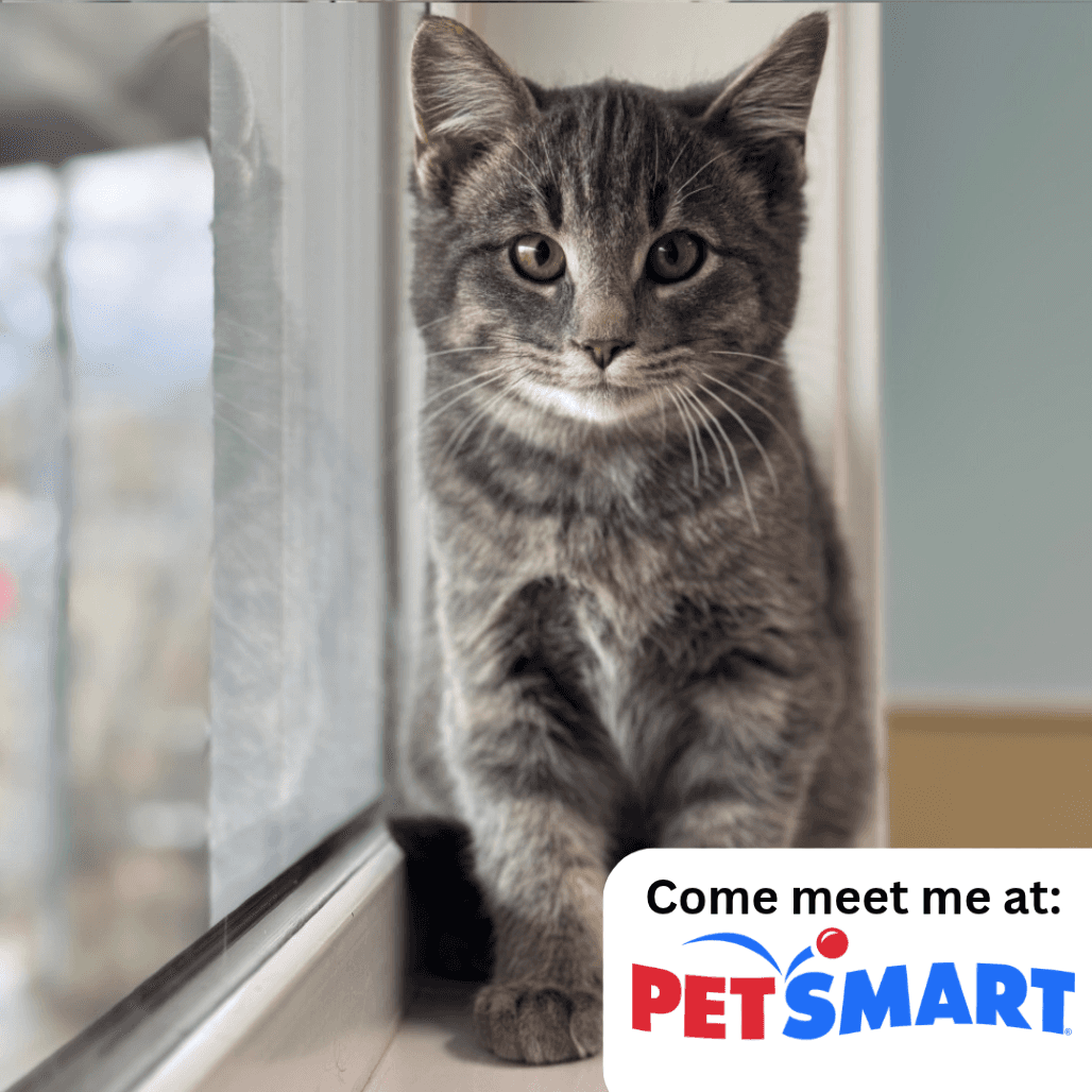 Oscar - Domestic Shorthair available for adoption
