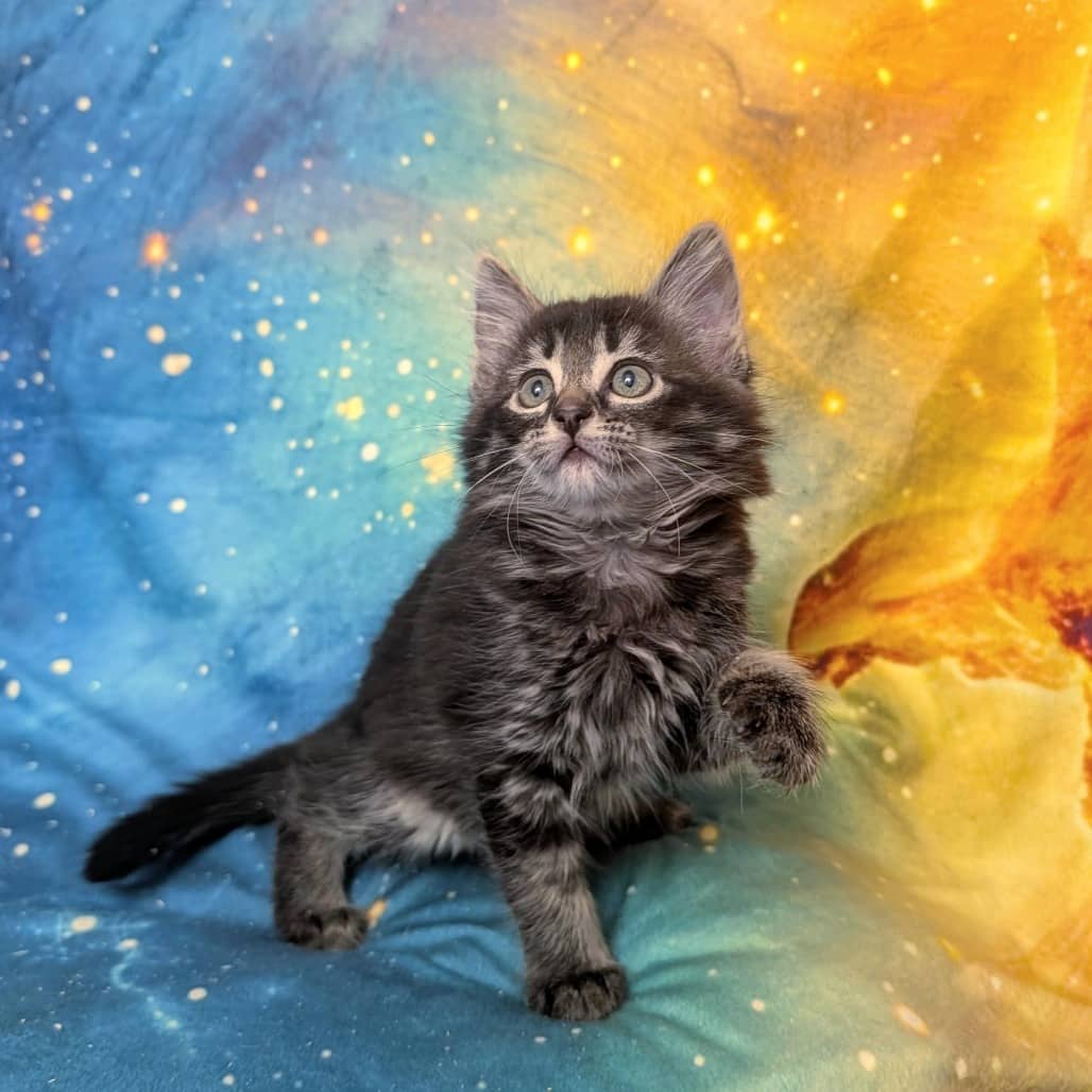 Notburga - Domestic Shorthair cat available for adoption at Vancouver Orphan Kitten Rescue Association in Vancouver