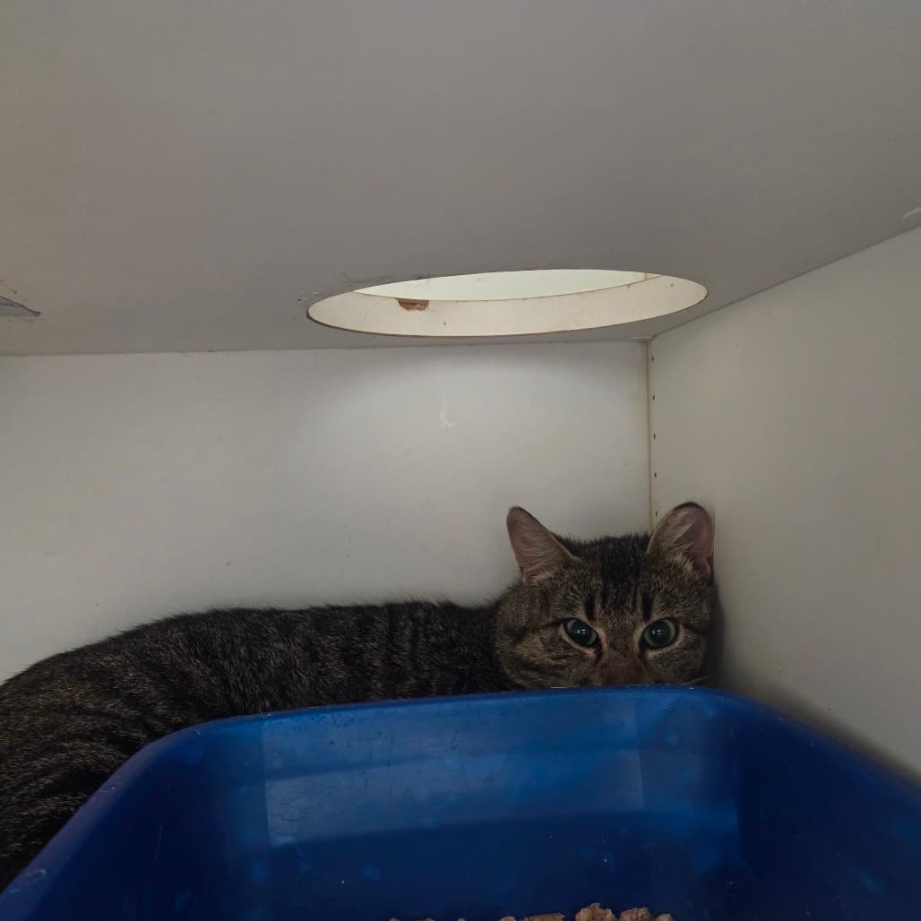 Pika - Domestic Medium Hair available for adoption