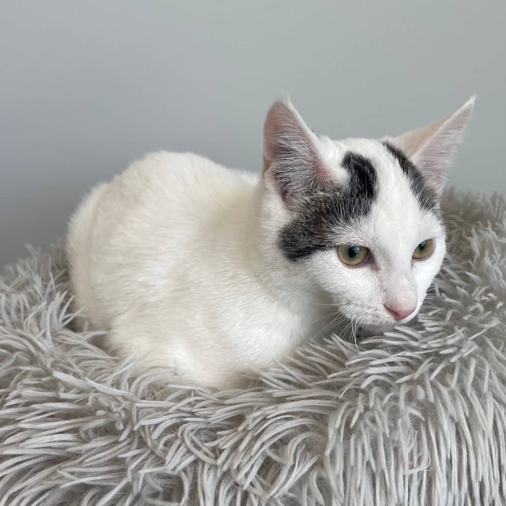 Spriggy - Domestic Shorthair cat available for adoption at Battlefords Humane Society in North Battleford