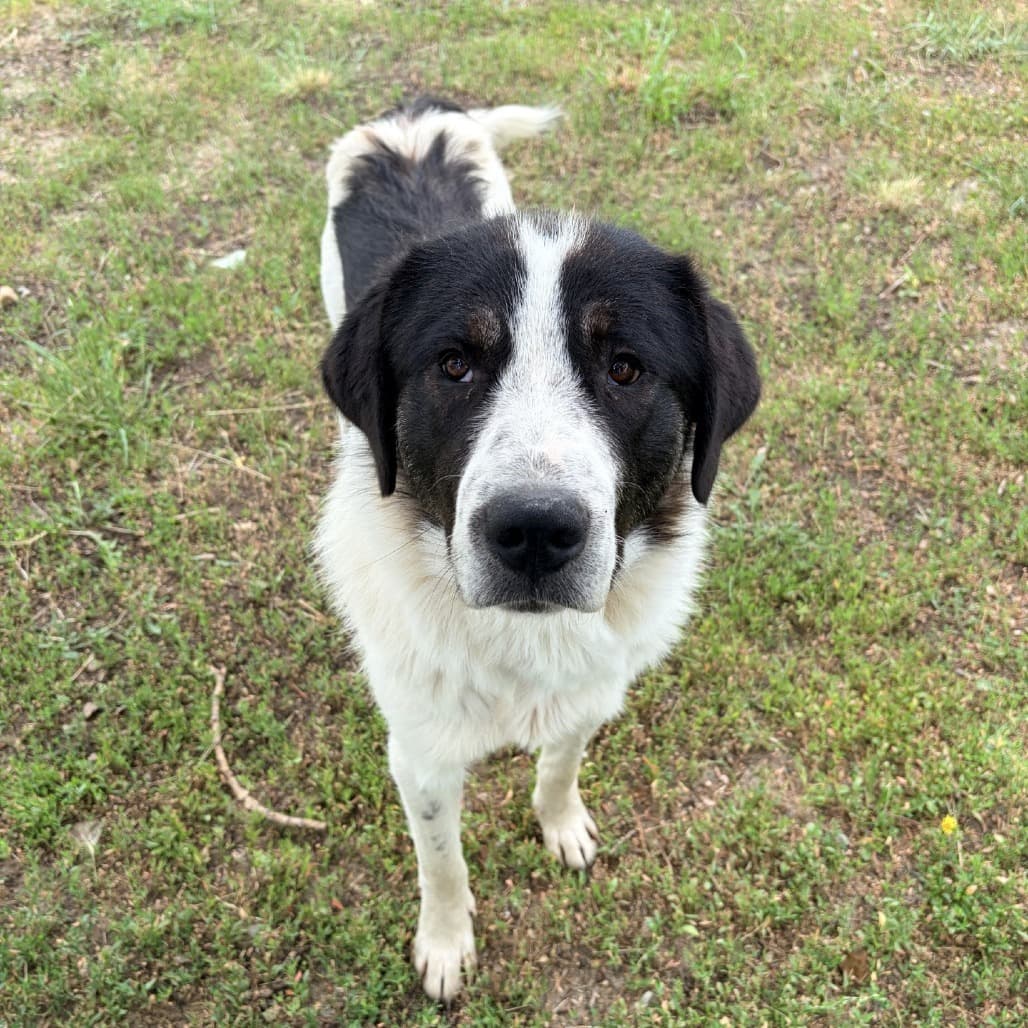 Dale - Pyrenees, Great available for adoption at Moose Jaw Humane Society in Moose Jaw