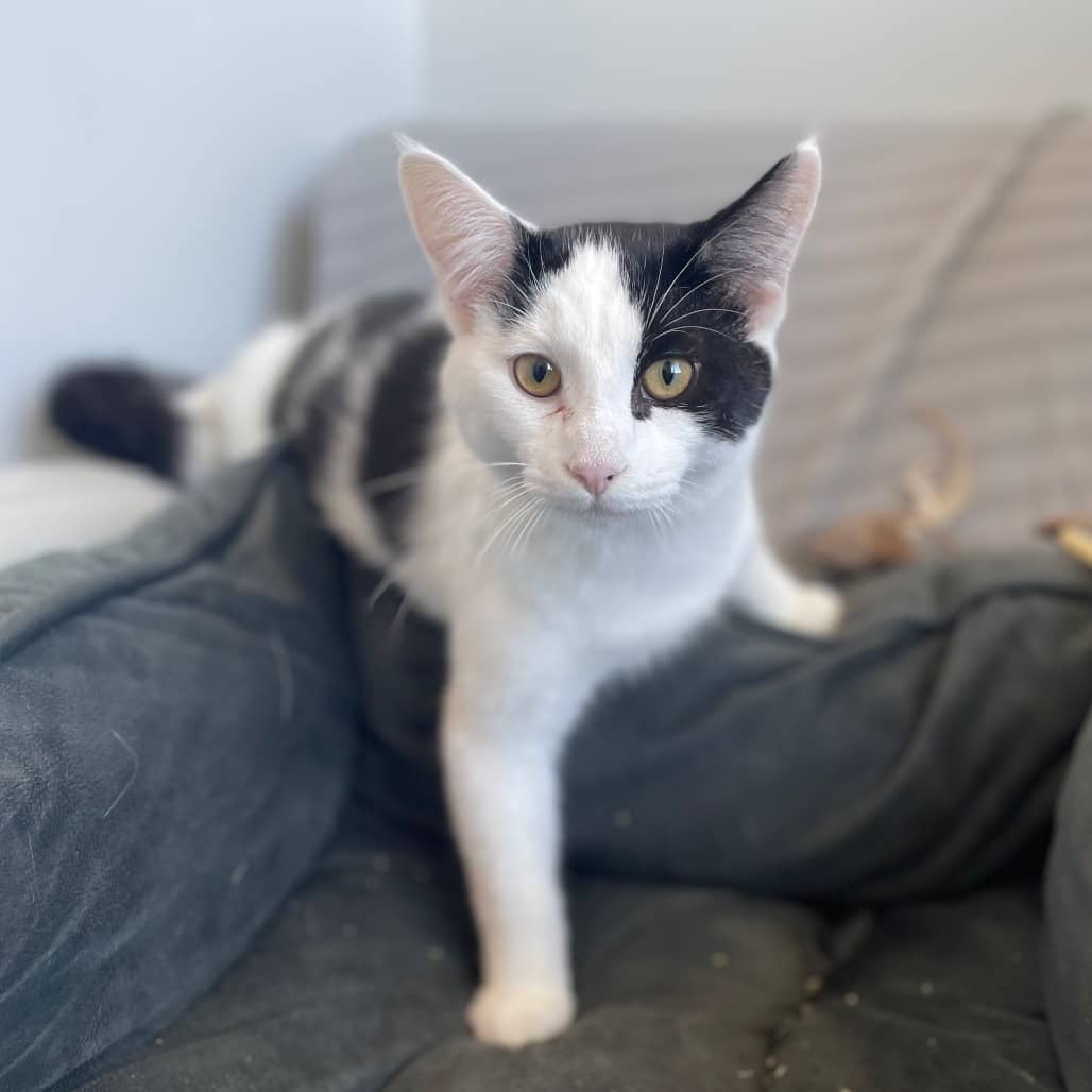 Shaggy - Domestic Shorthair cat available for adoption in Saskatchewan