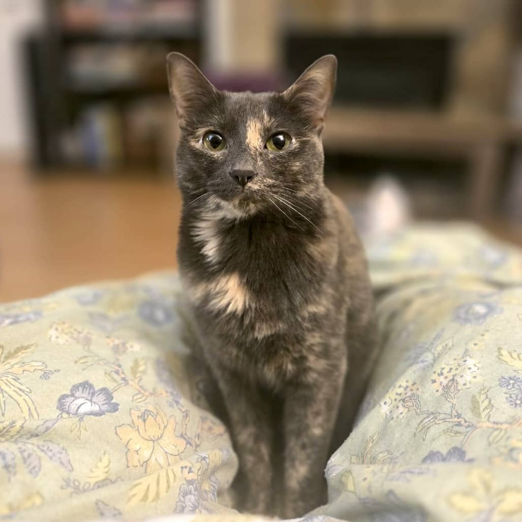Lila - Domestic Shorthair cat available for adoption at Vancouver Orphan Kitten Rescue Association in Vancouver