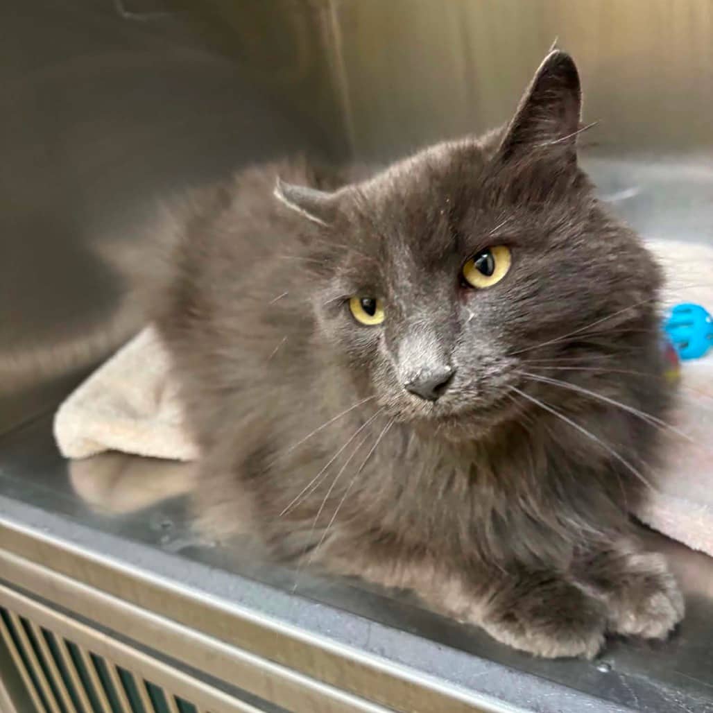 Doofy - Domestic Longhair cat available for adoption at Moose Jaw Humane Society in Moose Jaw