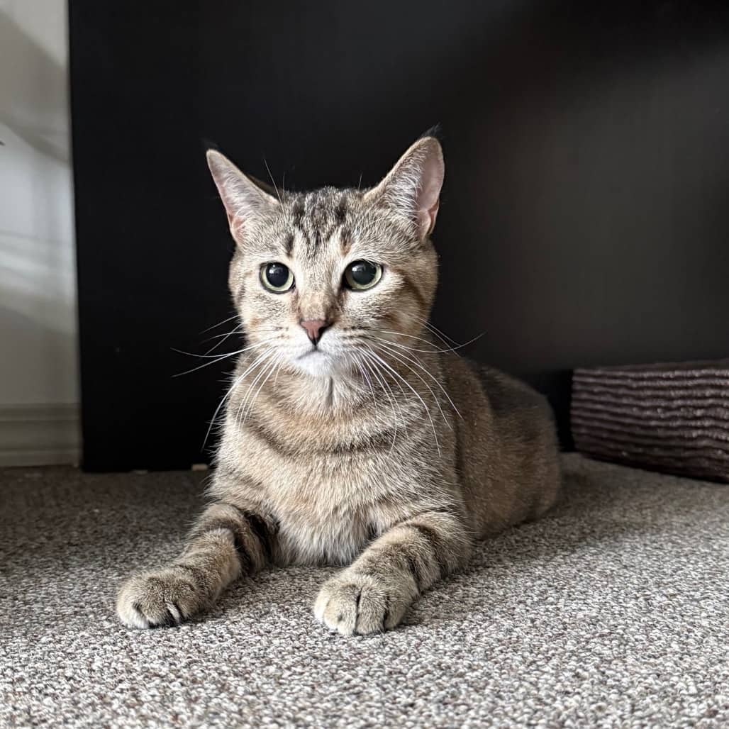 Hufflepuff - Domestic Shorthair cat available for adoption at SCARS in Edmonton (1 of 6)