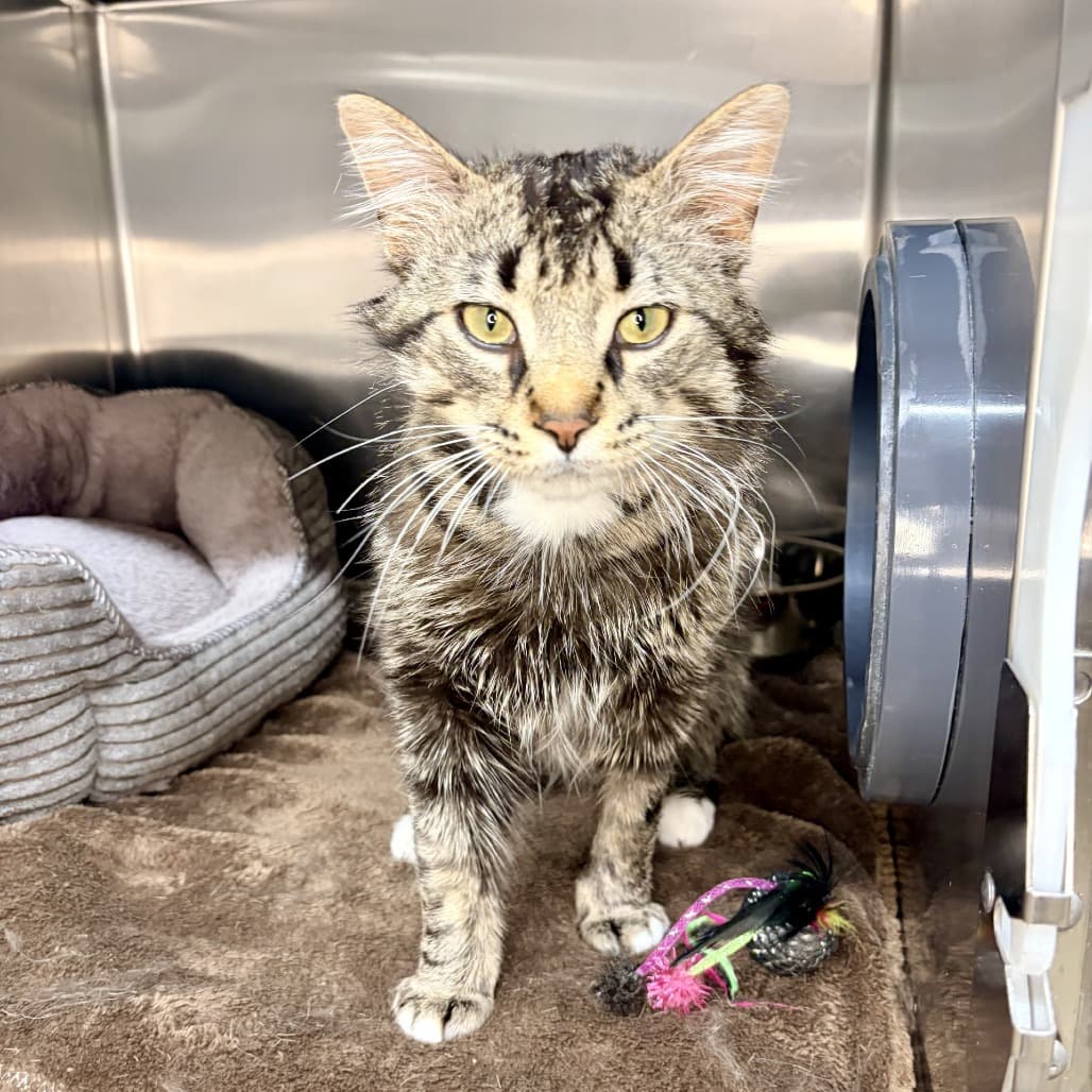 Herschel - Domestic Shorthair cat available for adoption in Calgary