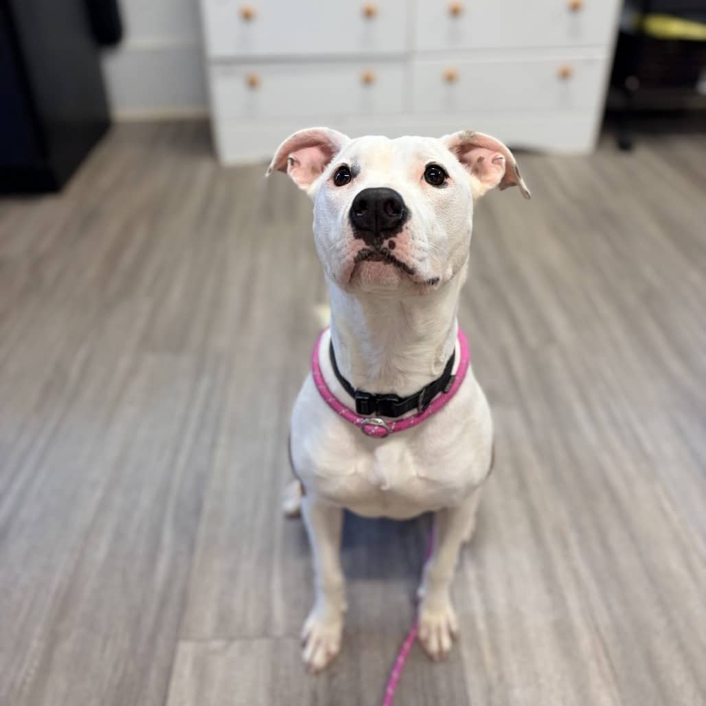 Winnie - Terrier, American Staffordshire / Terrier, American Pit Bull available for adoption in Saskatchewan