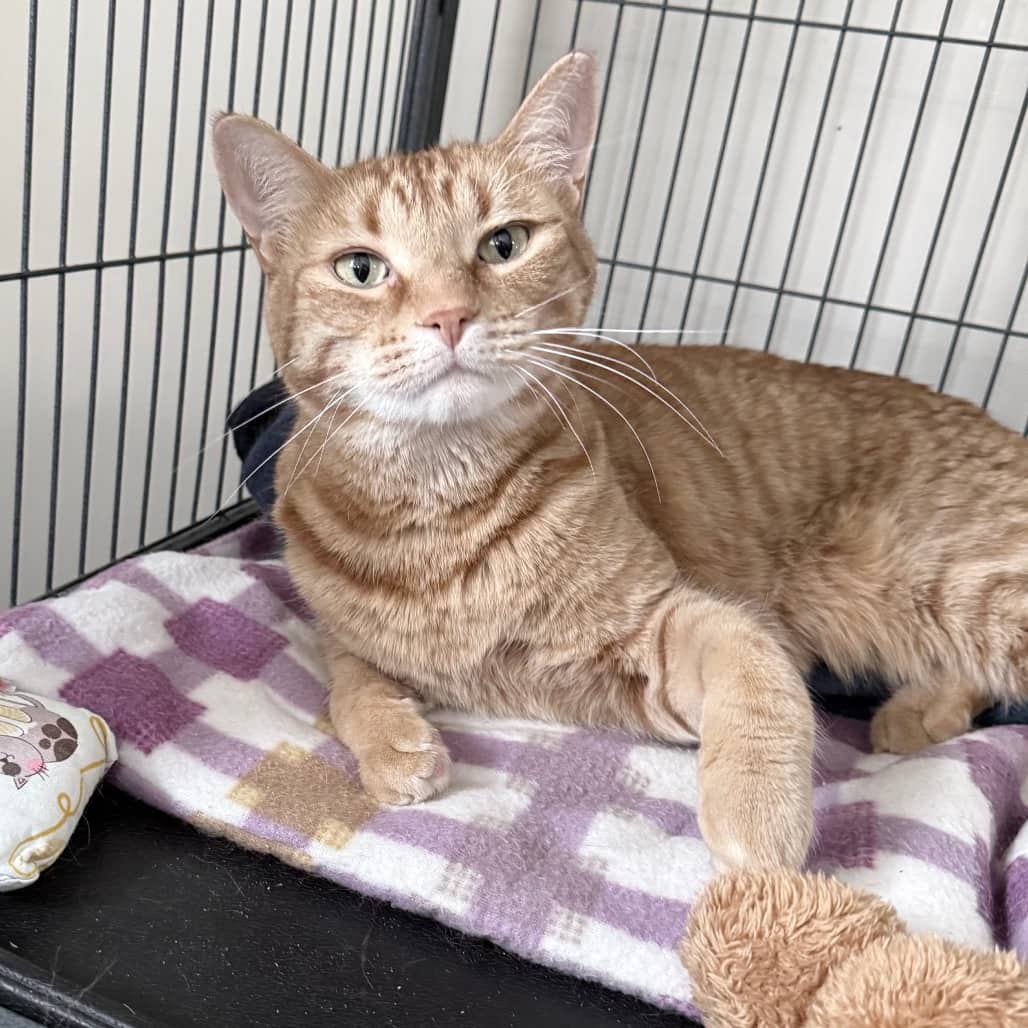 Frodo - Domestic Shorthair cat available for adoption at SCARS in Edmonton (1 of 6)