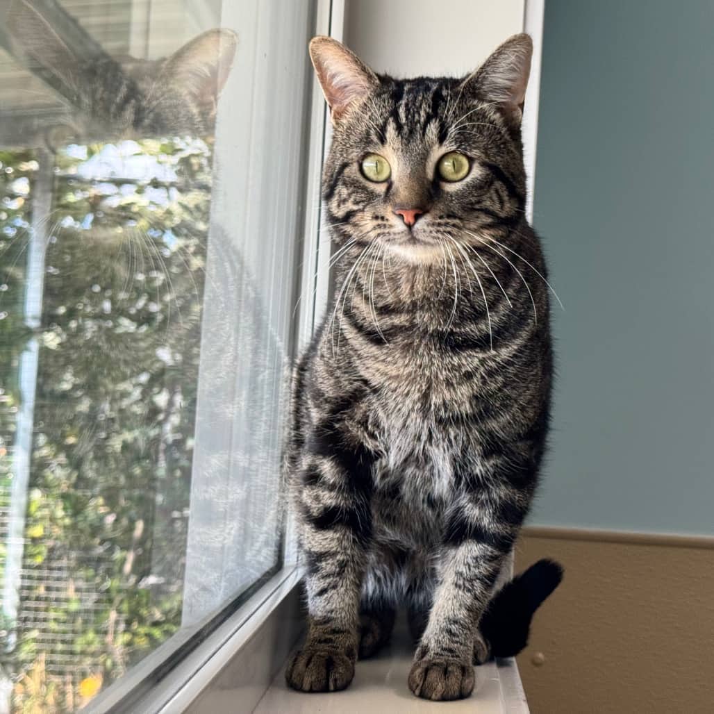 Dave - Domestic Shorthair available for adoption