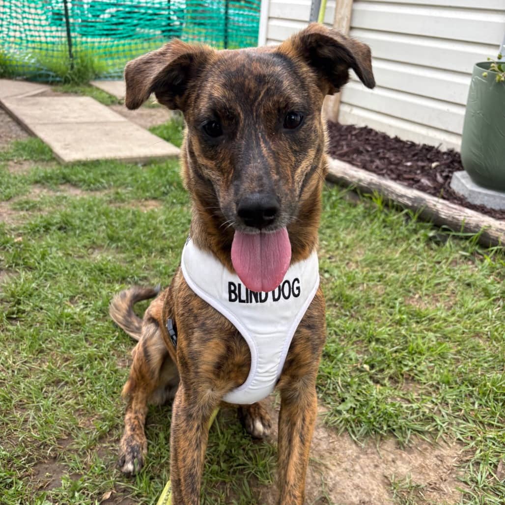 Eos - SHEPHERD/MIX available for adoption