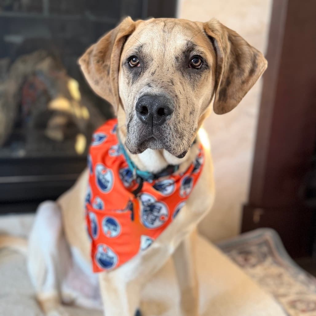 Radley - GREAT DANE/MIX available for adoption at SCARS in Calgary